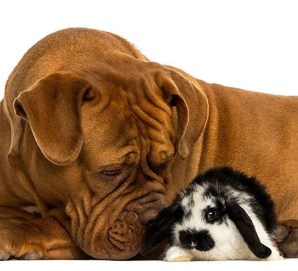 Close-up of a Dogue de Bordeaux sniffing Lop rabbit, isolated
