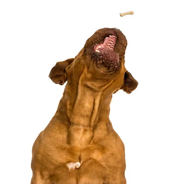 Close-up of a Dogue de Bordeaux catching food, mouth opened, isolated on white