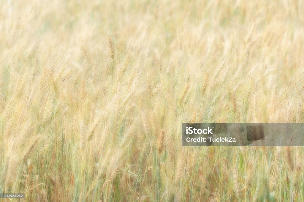 wheat field wheat field natural background, solf focus and blurred background 2015 Stock Photo