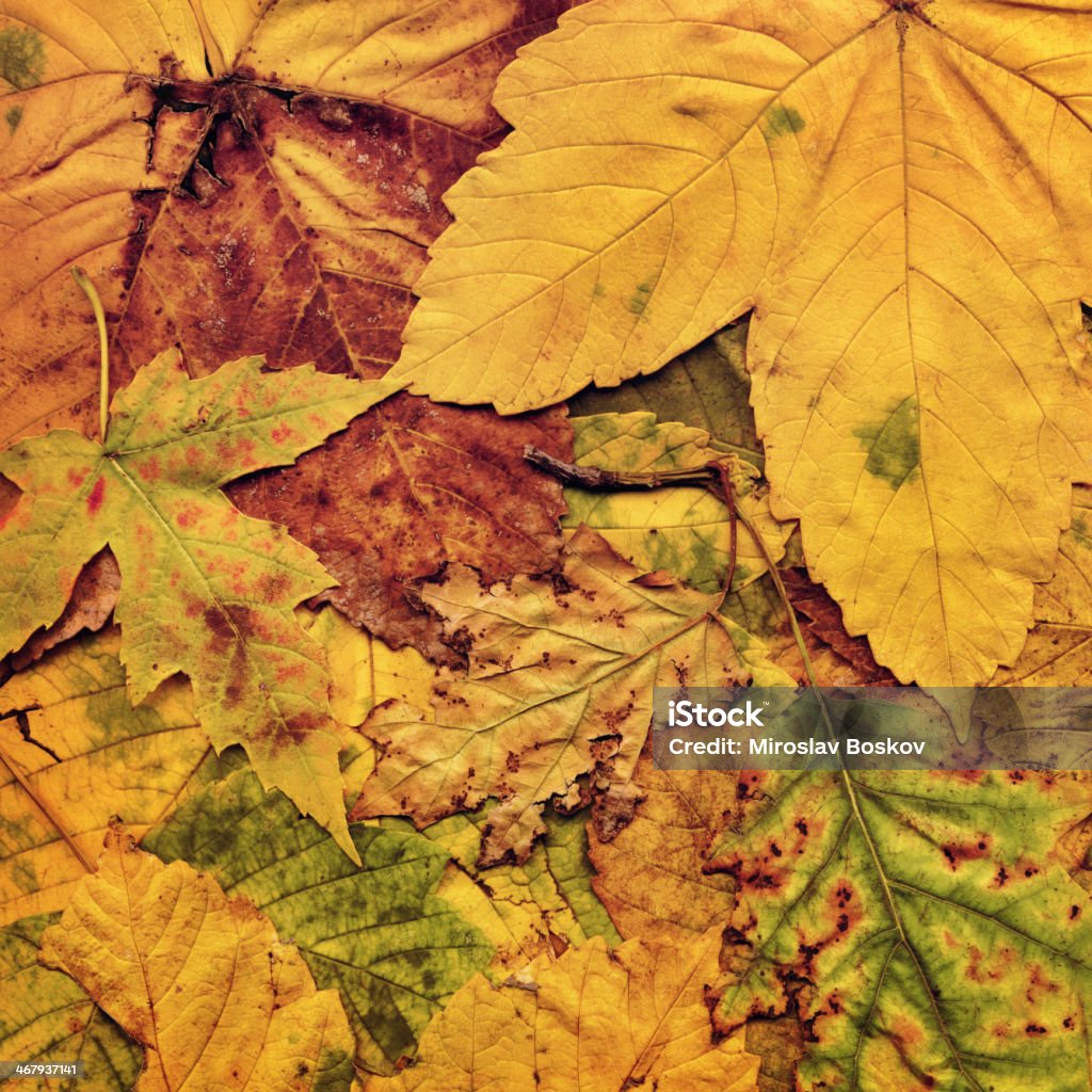 Haute résolution d'érable sec en automne feuilles fond Grunge - Photo de Ambre libre de droits