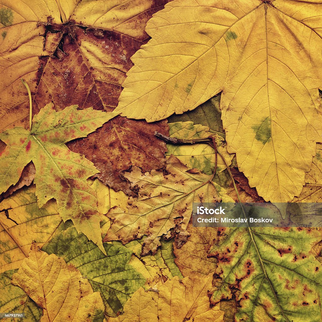 高解像度のドライメープル秋の紅葉のグランジ背景 - かえでの葉のロイヤリティフリーストックフォト