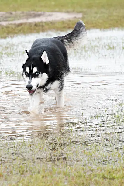 syberian husky  playing in a flooded dogpark