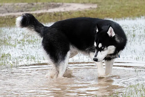 syberian husky  playing in a flooded dogpark