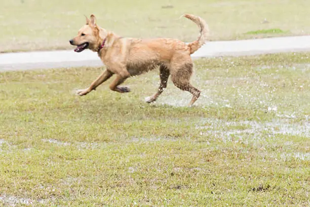 dogs playing in a flooded dogpark