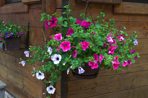 Various petunia flowers on a porch.