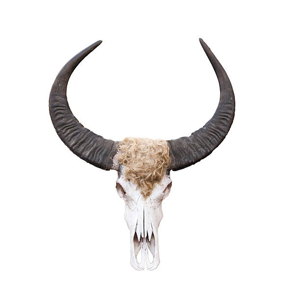 Buffalo skull isolated on white . Buffalo skull isolated on white . buffalo iowa stock pictures, royalty-free photos & images