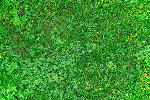 Blooming green lawn with blooming wildflowers, top view