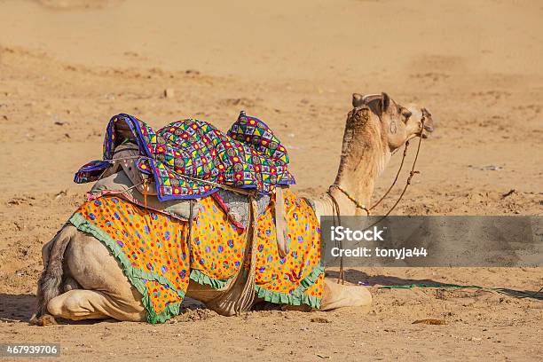 Camels In Thar Desert Jaisalmer City In Rajasthan State Of India Stock Photo - Download Image Now - iStock Camels In Thar Desert Jaisalmer City In Rajasthan State Of India Stock Photo - Download Image Now - iStock