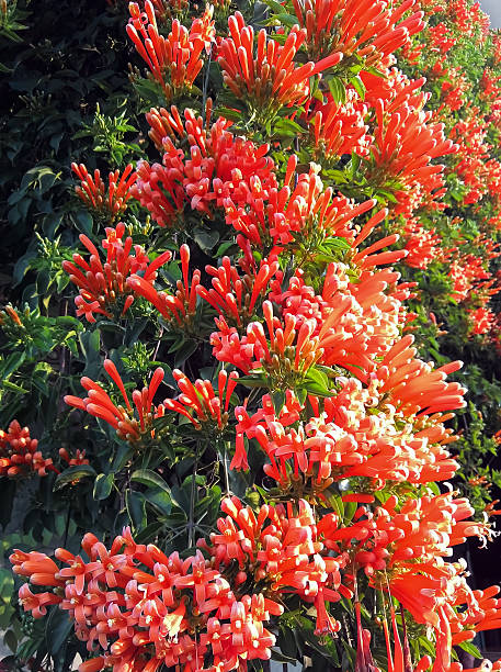 istock Big Blossom , Orange trumpet 467939726