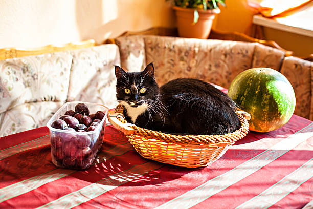 gato y canasta de frutas en la tabla - plum yellow eating beauty and health fotografías e imágenes de stock