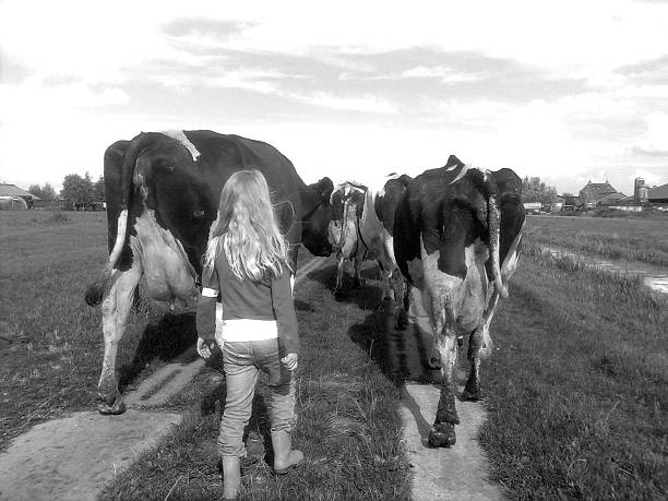 Girl is leading the cows to the barn in a typical Dutch landscape