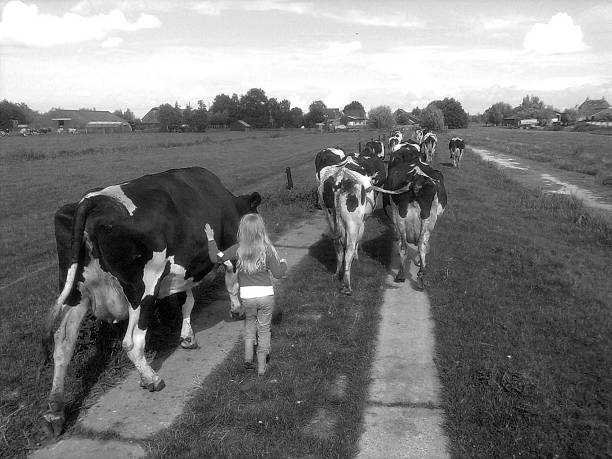 Girl is leading the cows to the barn in a typical Dutch landscape