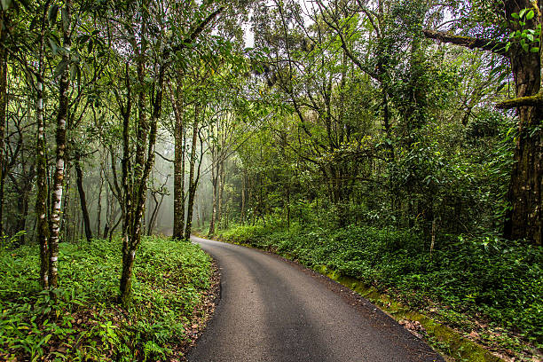 istock Misty road in the forest 467940931
