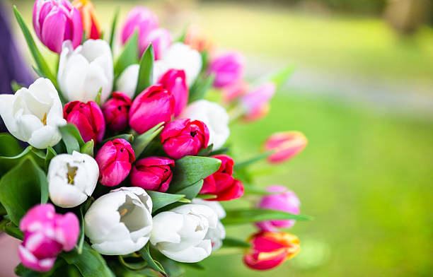 istock colorful tulips bouquet 467941026