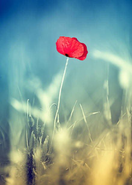 istock Soft Red Poppy On The Field In Tuscany 467941282