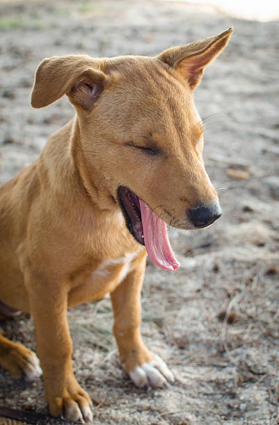 istock cute brown  puppie yawning 467941340