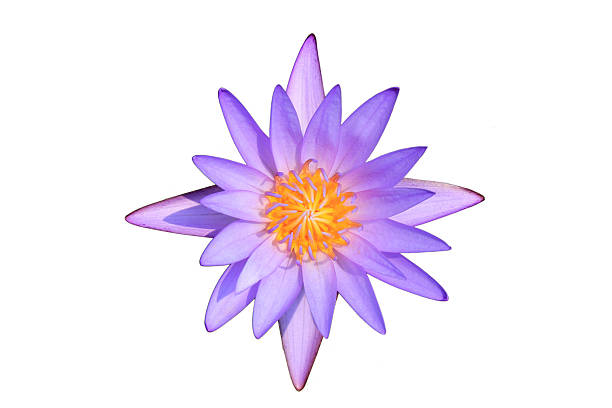 istock beautiful purple water lily isolated on white background 467941370