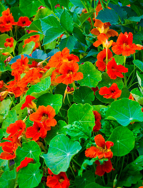 nasturtium Nasturtiums orange colors, growing in pot nasturtium stock pictures, royalty-free photos & images