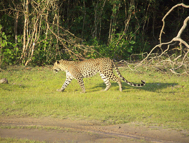 istock Sri Lankan Leopard on the prowl 467941646