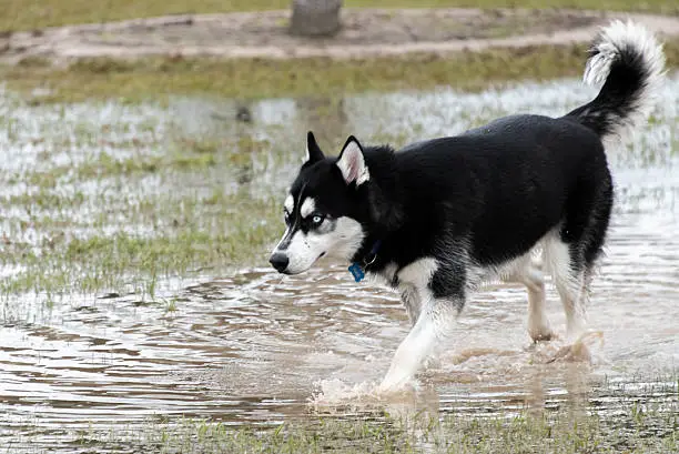 syberian husky  playing in a flooded dogpark