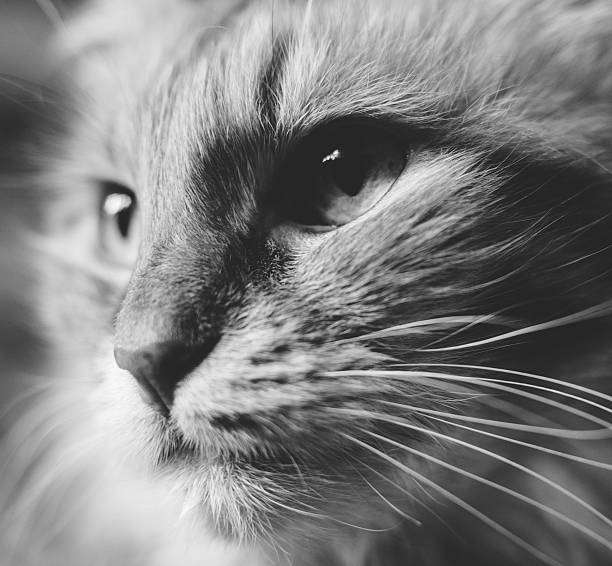 istock cat face art black and white 467942346