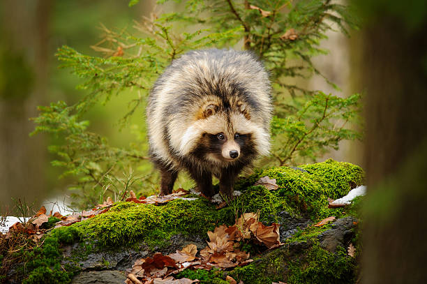 raccoon собака - raccoon dog стоковые фото и изображения