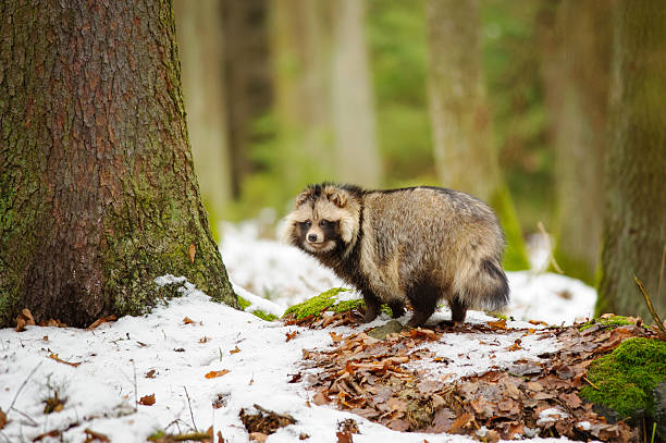 raccoon собака - raccoon dog стоковые фото и изображения