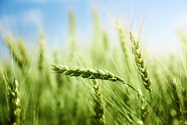 緑の麦畑と晴れた日 - field landscape green wheat ストックフォトと画像