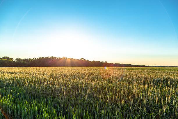 istock Beautiful plants in a field 467947432