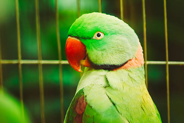 istock Close Up Alexandrine Parakeet Psittacula Eupatria. Bird Parrot 467947472