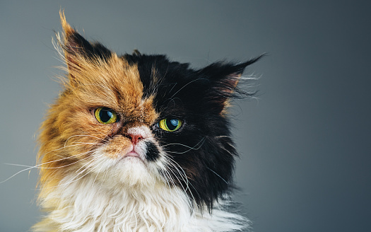 A DSLR horizontal photo of an orange, white and black pure breed persian cat looking at camera. Close up image of the kitten posing in a studio with neutral grey background. It's a female and shows a displeased expression. Sharp focus on eyes.