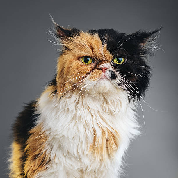 Square Portrait of a Persian Cat Looking at Camera. stock photo