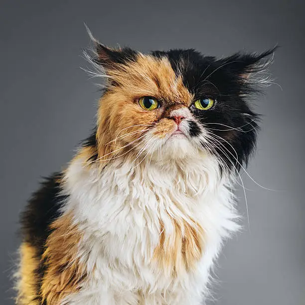 Photo of Square Portrait of a Persian Cat Looking at Camera.