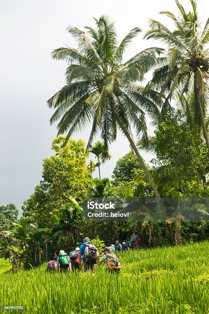 Trecking Knuckles range Four tourists and two local gides walking in a line in green rice fields along the river. In background some green, bushy hills. Some palm trees scattered in the fild.  Trecking Knuckles range in Sri Lanka. Asia.  2015 Stock Photo