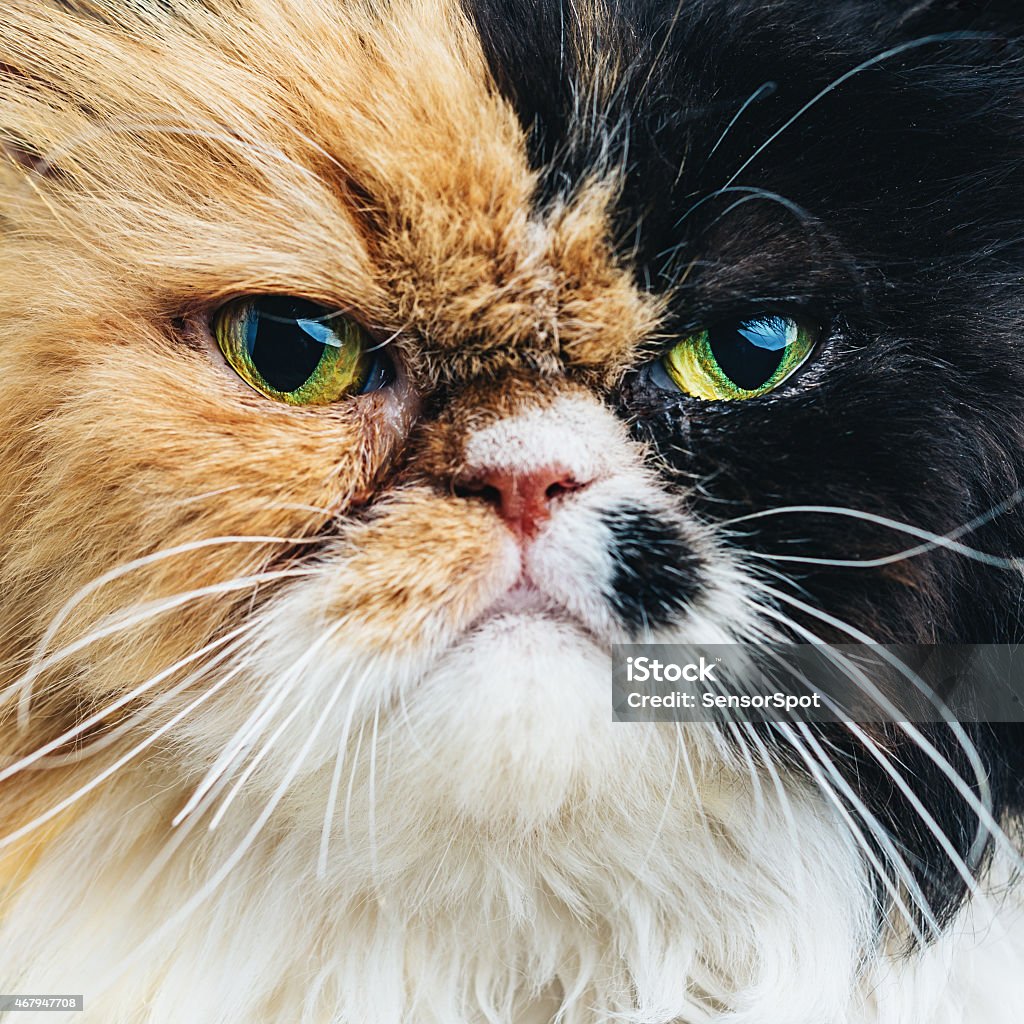 Close Up Portrait of a Persian Cat Domestic Cat Stock Photo