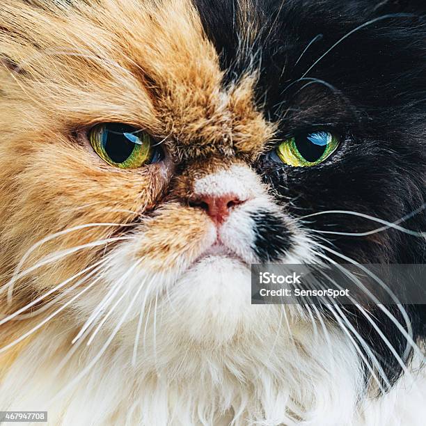 Close Up Portrait Of A Persian Cat Stock Photo - Download Image Now - Domestic Cat, Displeased, Persian Cat