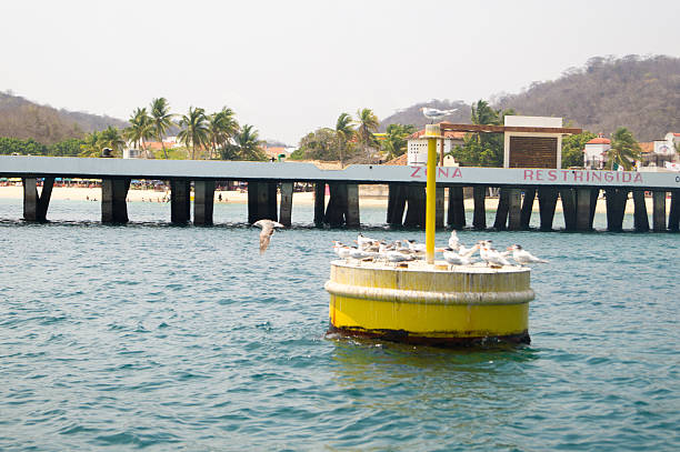 tocino buoy con gaviotas posición elevada en santa cruz huatulco puerto. - commercial dock pier reef rock fotografías e imágenes de stock