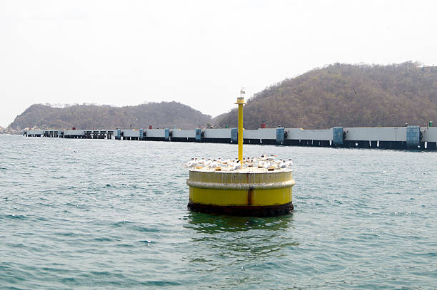 tocino buoy con gaviotas posición elevada en santa cruz huatulco puerto. - commercial dock pier reef rock fotografías e imágenes de stock