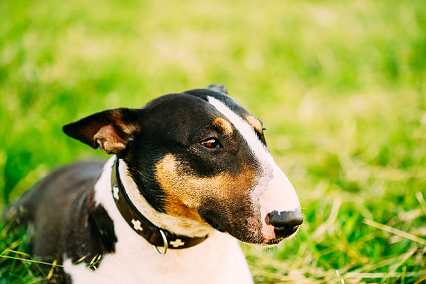 istock Close Pets Bull Terrier Dog Portrait In Green Grass 467948574