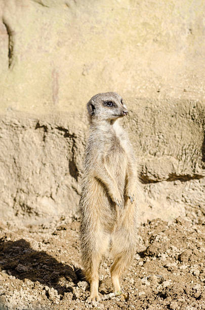 istock Profile Portrait on a Lone Short-Tailed Meerkat Standing to Atte 467949174