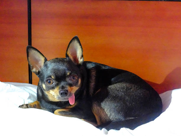 istock Chihuahua dog long tongue 467949504