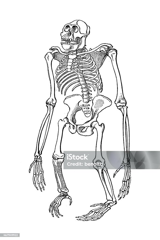 Gorilla Skeleton Illustration stock illustration