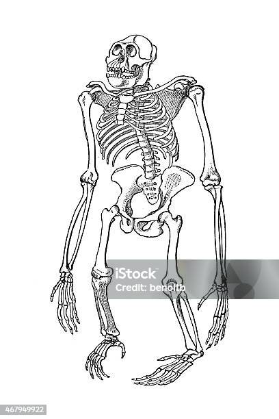Gorilla Skeleton Stock Illustration - Download Image Now - Illustration, Science, Femur