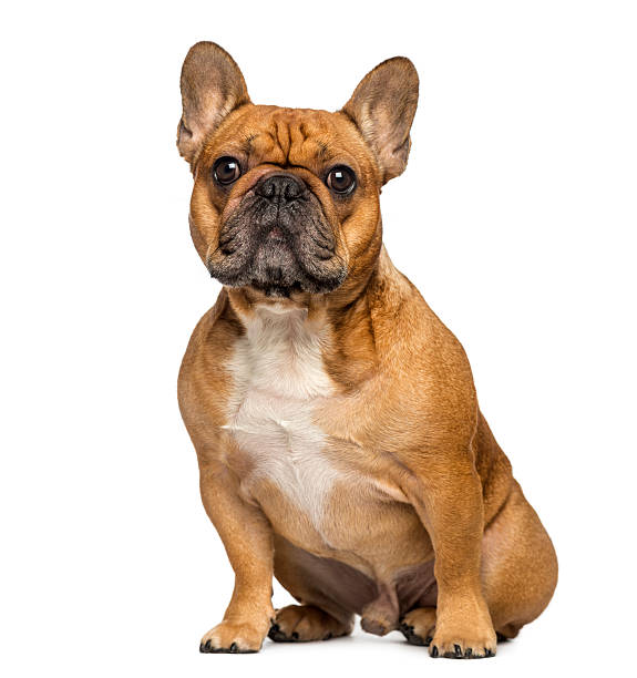 istock French bulldog sitting, isolated on white 467950953