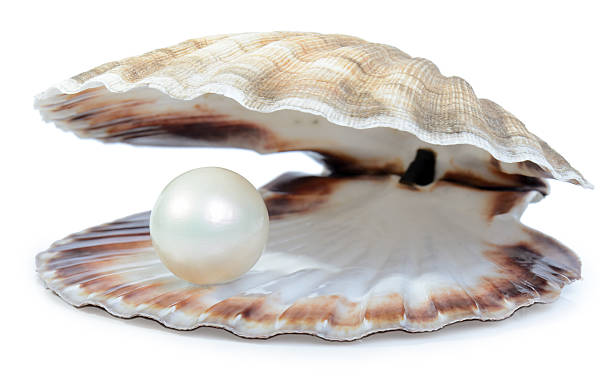 wealthy pearl finding a nice surprise a pearl in a shell isolated on a white background pearl jewellery stock pictures, royalty-free photos & images