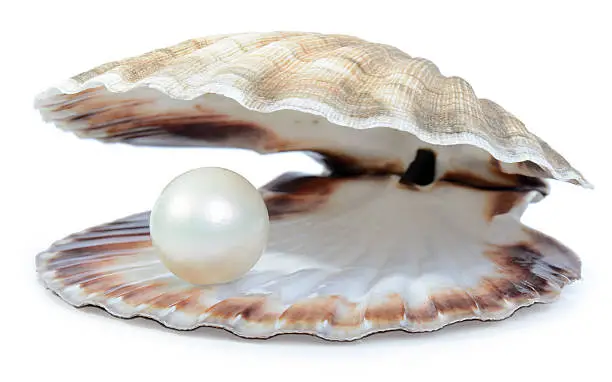 finding a nice surprise a pearl in a shell isolated on a white background