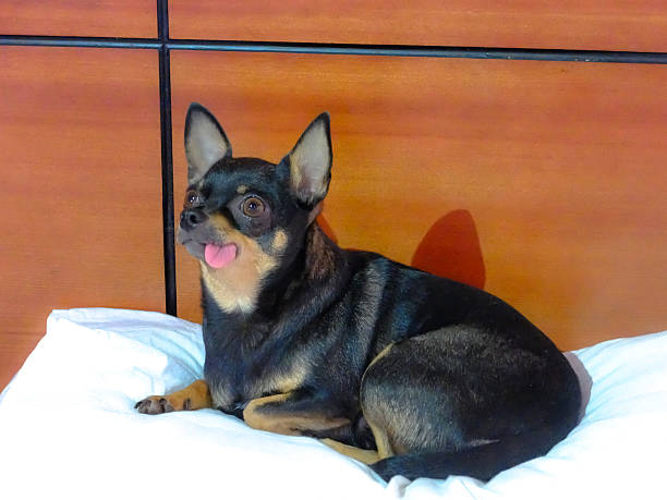 istock Chihuahua dog long tongue 467954572