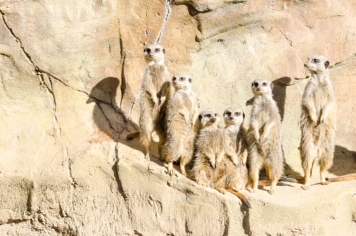 Close up color image depicting meerkats standing to attention in captivity. Room for copy space.