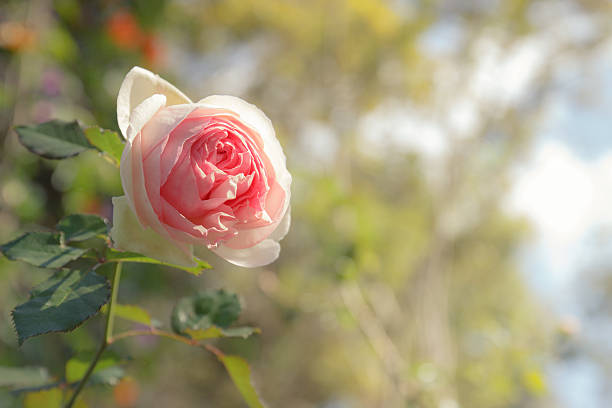 pink rose, foco suave con amarillo en hilight - hilight fotografías e imágenes de stock