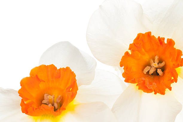 daffodil Studio Shot of Orange and White Colored Daffodil Flowers Background. Large Depth of Field (DOF). Macro. Symbol of Self-love and Respect. deep focus stock pictures, royalty-free photos & images